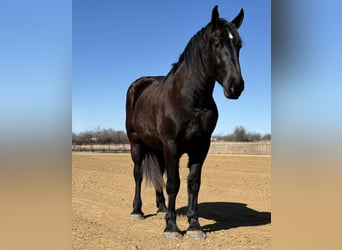 Cheval de trait, Hongre, 3 Ans, 178 cm, Noir