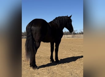 Cheval de trait, Hongre, 3 Ans, 178 cm, Noir