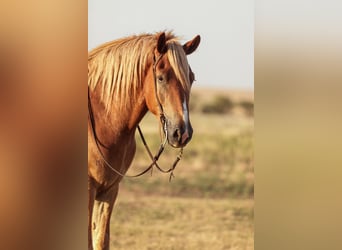 Cheval de trait Croisé, Hongre, 3 Ans, Alezan cuivré