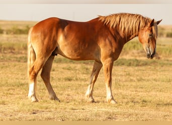 Cheval de trait Croisé, Hongre, 3 Ans, Alezan cuivré