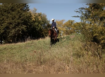 Cheval de trait Croisé, Hongre, 3 Ans, Bai cerise