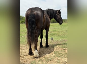 Cheval de trait Croisé, Hongre, 3 Ans, Noir