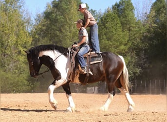 Cheval de trait Croisé, Hongre, 3 Ans, Pinto