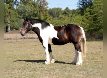 Cheval de trait Croisé, Hongre, 3 Ans, Pinto