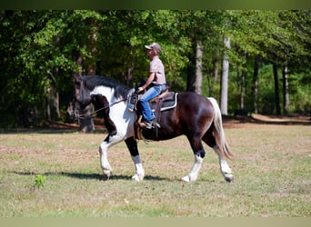 Cheval de trait Croisé, Hongre, 3 Ans, Pinto