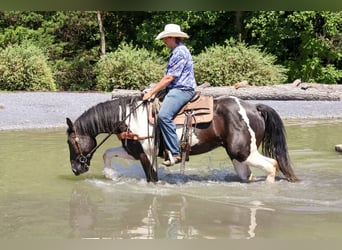 Cheval de trait Croisé, Hongre, 3 Ans, Pinto