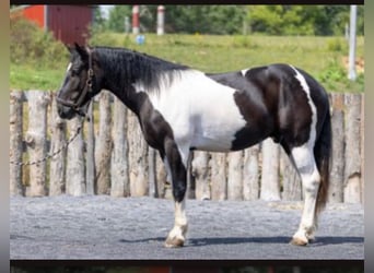 Cheval de trait Croisé, Hongre, 3 Ans, Pinto