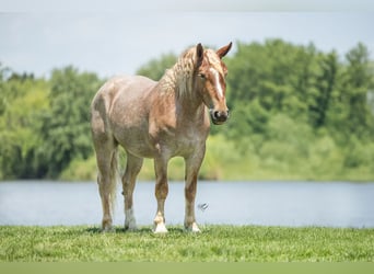 Cheval de trait Croisé, Hongre, 4 Ans, 142 cm, Rouan Rouge