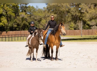 Cheval de trait Croisé, Hongre, 4 Ans, 150 cm, Buckskin