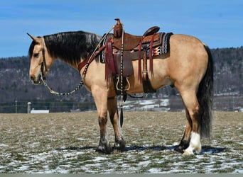 Cheval de trait Croisé, Hongre, 4 Ans, 150 cm, Buckskin