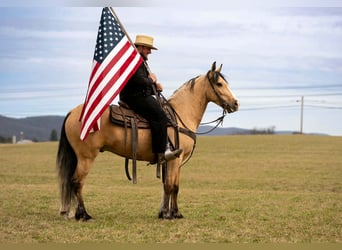 Cheval de trait Croisé, Hongre, 4 Ans, 150 cm, Buckskin
