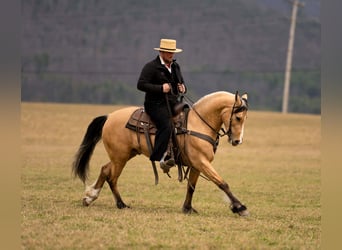 Cheval de trait Croisé, Hongre, 4 Ans, 150 cm, Buckskin