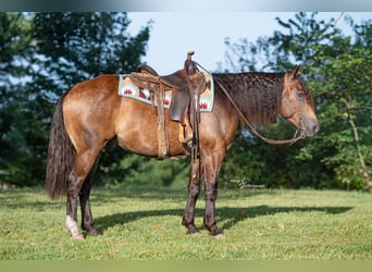Cheval de trait Croisé, Hongre, 4 Ans, 152 cm, Buckskin