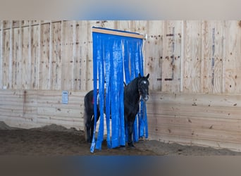 Cheval de trait Croisé, Hongre, 4 Ans, 152 cm, Gris