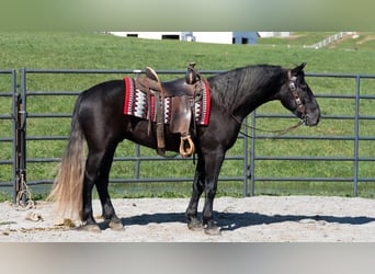 Cheval de trait Croisé, Hongre, 4 Ans, 152 cm, Gris