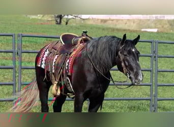 Cheval de trait Croisé, Hongre, 4 Ans, 152 cm, Gris