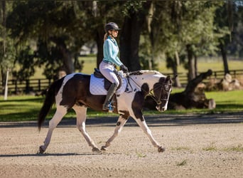 Cheval de trait Croisé, Hongre, 4 Ans, 152 cm, Pinto