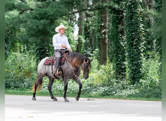 Cheval de trait Croisé, Hongre, 4 Ans, 152 cm, Rouan Bleu