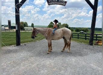 Cheval de trait, Hongre, 4 Ans, 152 cm, Rouan Rouge