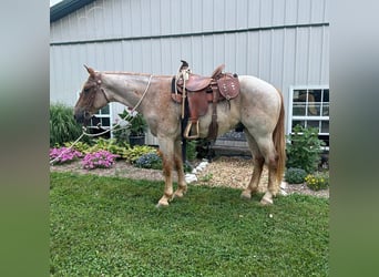 Cheval de trait, Hongre, 4 Ans, 152 cm, Rouan Rouge