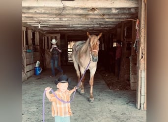 Cheval de trait, Hongre, 4 Ans, 152 cm, Rouan Rouge