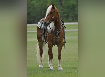 Cheval de trait Croisé, Hongre, 4 Ans, 155 cm, Alezan cuivré