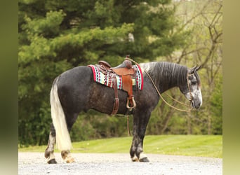 Cheval de trait Croisé, Hongre, 4 Ans, 155 cm, Gris pommelé