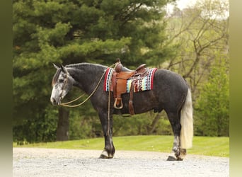 Cheval de trait Croisé, Hongre, 4 Ans, 155 cm, Gris pommelé