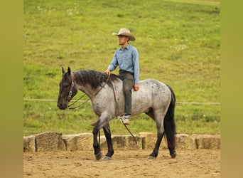 Cheval de trait Croisé, Hongre, 4 Ans, 155 cm, Rouan Bleu
