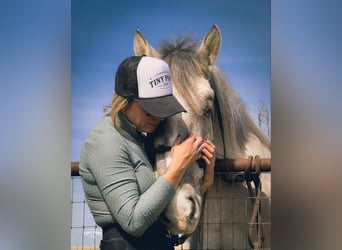 Cheval de trait, Hongre, 4 Ans, 157 cm, Buckskin