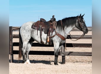 Cheval de trait Croisé, Hongre, 4 Ans, 157 cm, Rouan Bleu