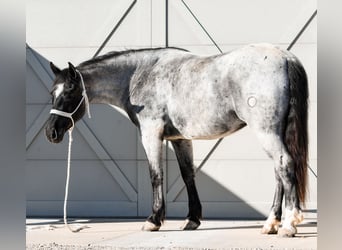 Cheval de trait Croisé, Hongre, 4 Ans, 157 cm, Rouan Bleu