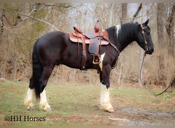 Cheval de trait, Hongre, 4 Ans, 157 cm, Tobiano-toutes couleurs