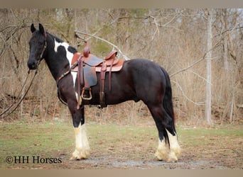 Cheval de trait, Hongre, 4 Ans, 157 cm, Tobiano-toutes couleurs