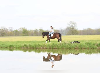 Cheval de trait Croisé, Hongre, 4 Ans, 160 cm, Bai cerise