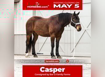 Cheval de trait Croisé, Hongre, 4 Ans, 160 cm, Bai cerise