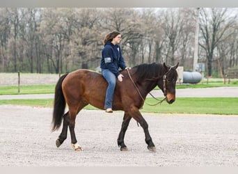 Cheval de trait Croisé, Hongre, 4 Ans, 160 cm, Bai cerise
