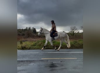 Cheval de trait, Hongre, 4 Ans, 160 cm, Gris