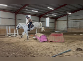 Cheval de trait, Hongre, 4 Ans, 160 cm, Gris