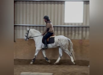 Cheval de trait, Hongre, 4 Ans, 160 cm, Gris