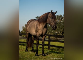 Cheval de trait Croisé, Hongre, 4 Ans, 160 cm, Grullo