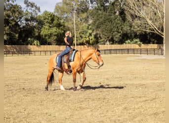 Cheval de trait Croisé, Hongre, 4 Ans, 160 cm, Isabelle