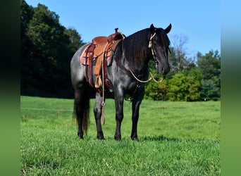 Cheval de trait Croisé, Hongre, 4 Ans, 160 cm, Rouan Bleu