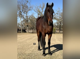 Cheval de trait, Hongre, 4 Ans, 163 cm, Bai cerise