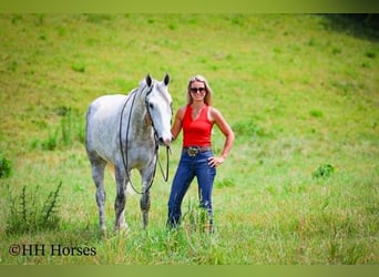 Cheval de trait, Hongre, 4 Ans, 163 cm, Gris pommelé