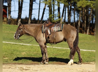 Cheval de trait Croisé, Hongre, 4 Ans, 163 cm, Grullo