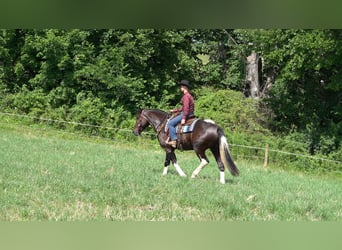 Cheval de trait Croisé, Hongre, 4 Ans, 163 cm, Noir