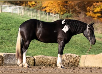 Cheval de trait Croisé, Hongre, 4 Ans, 163 cm, Noir