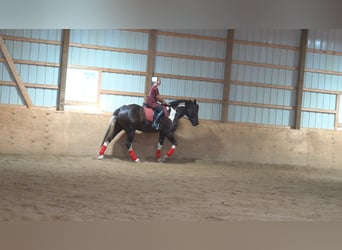 Cheval de trait Croisé, Hongre, 4 Ans, 163 cm, Noir