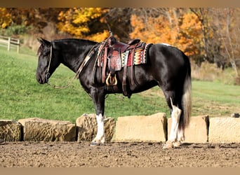 Cheval de trait Croisé, Hongre, 4 Ans, 163 cm, Noir